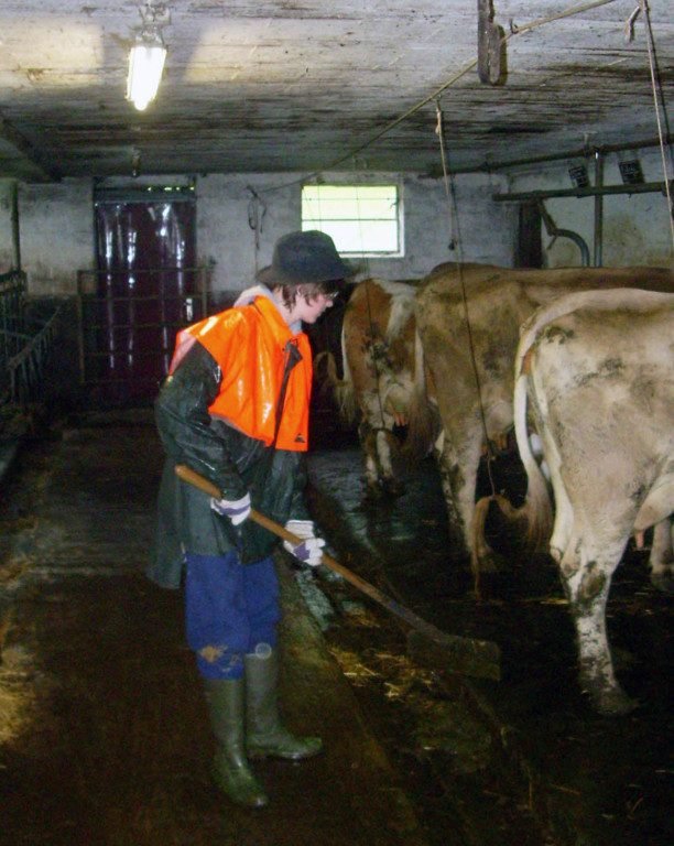 Stallarbeit zwischen den Kühen im Bauernhofpraktikum